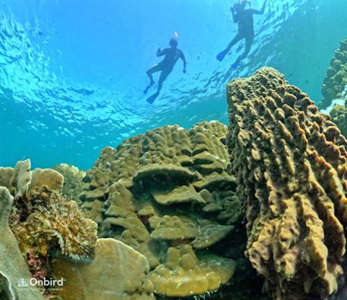 Phu Quoc: Snorkeling route through 4 islands and 2 reefs by speedboat