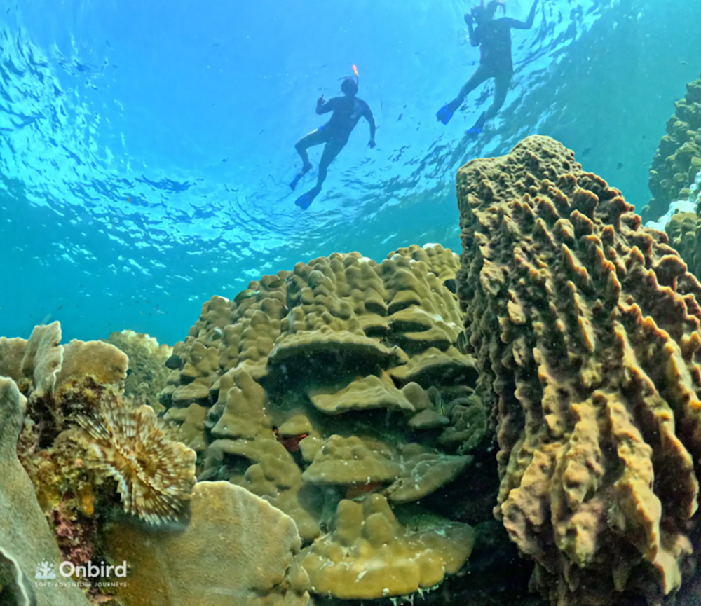 Phu Quoc: Snorkeling route through 4 islands and 2 reefs by speedboat