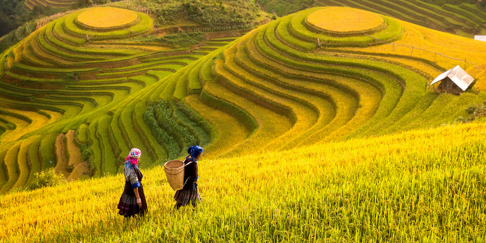 Sapa